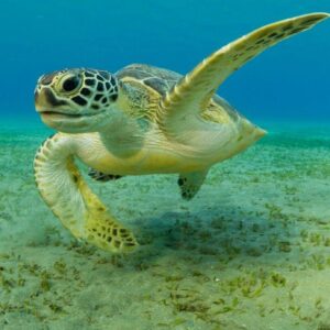 Zanzibar - tra natura e mare cristallino